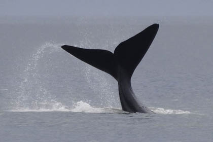 Avistaje de ballenas